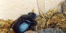 Escarabajo pelotero grande (Scarabeus sacer)
