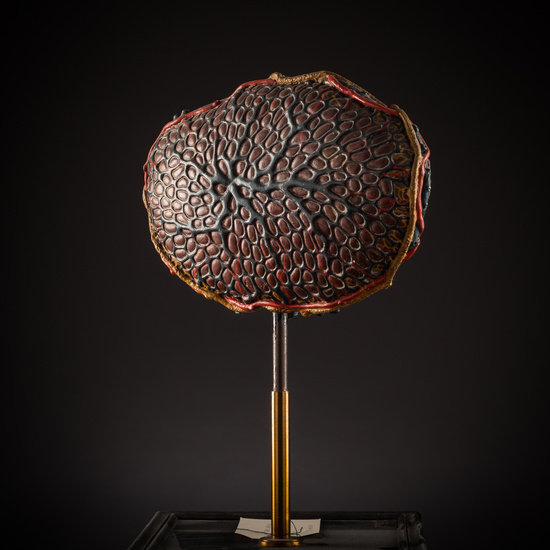 IES_SANISIDRO_BIOLOGIA_276