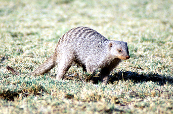 Mangosta buscando comida, Namibia