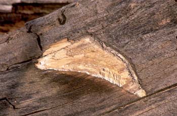 Hongo yesquero (Fomitopsis sp.)