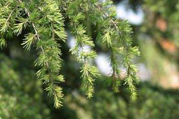 Cedro llorón - Hojas (Cedrus deodara)