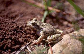 Sapo partero común (Alytes obstetricans)