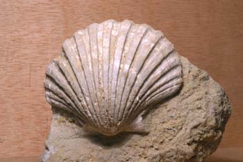 Pecten jacobaeus (Molusco-Bivalvo) Plioceno