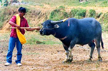 Presentación de regalo, Sulawesi, Indonesia