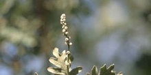 Rebollo / melojo - Flor masc. (Quercus pyrenaica)