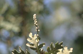 Rebollo / melojo - Flor masc. (Quercus pyrenaica)