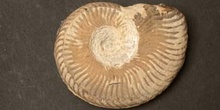 Pseudogrammoceras muelleri (Ammonites) Jurásico