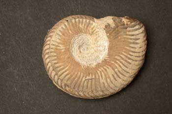 Pseudogrammoceras muelleri (Ammonites) Jurásico
