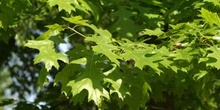 Roble rojo (Quercus shumardii)