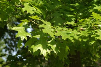 Roble rojo (Quercus shumardii)