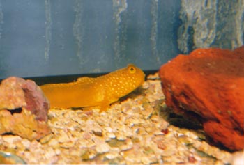 Gobio limon (Cryptocentrus sp.)