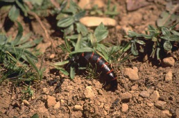 Aceitera (Meloë proscarabeus)