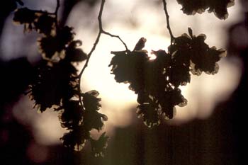 Olmo - Semillas (Ulmus sp.)