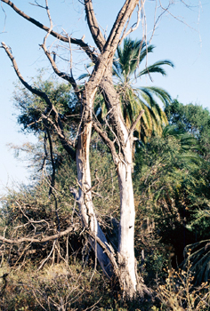 Hábitat semi-tropical, Botswana