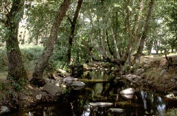 Aliso - Bosque (Alnus glutinosa)