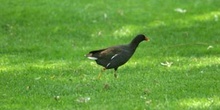 Polla de agua (Gallina chloropus)