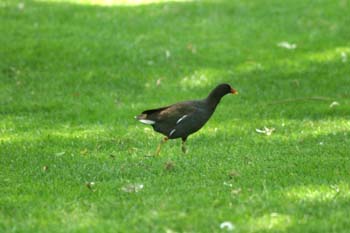 Polla de agua (Gallina chloropus)