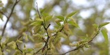 Morera - Flor (Morus alba)