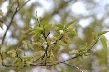 Morera - Flor (Morus alba)