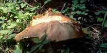 Boletus pinophillus