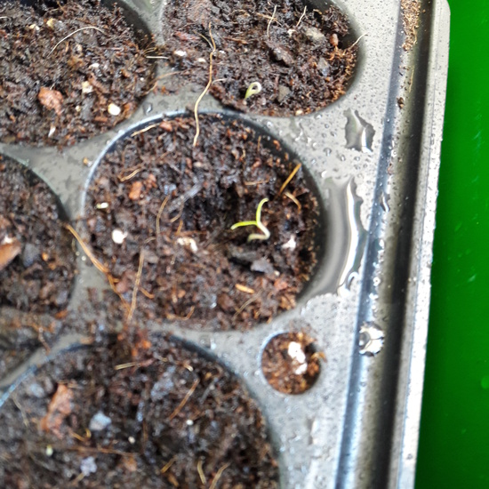 We grow plants in the classroom 2