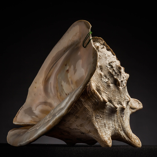 IES_CARDENALCISNEROS_CONCHAS_036