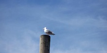 Gaviota, Parque de las Islas del Golfo, Victoria