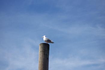 Gaviota, Parque de las Islas del Golfo, Victoria