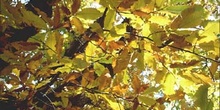 Castaño - Hojas (Castanea sativa)