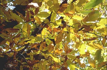 Castaño - Hojas (Castanea sativa)