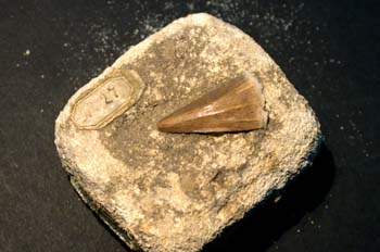 Mosasaurus hoffmani (Reptil) Cretácico