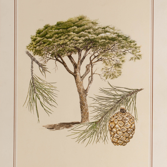 IES_CARDENALCISNEROS_BOTÁNICA_II_LÁMINAS_113