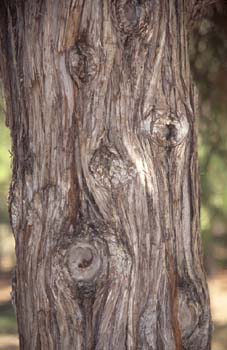 Sabina albar (Juniperus thurifera)