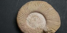 Prosisphinctes elisabetae (Ammonites) Jurásico