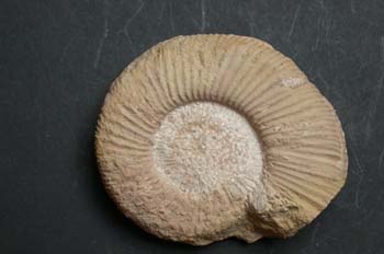 Prosisphinctes elisabetae (Ammonites) Jurásico