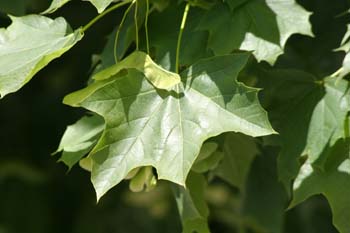 Arce real - Hoja (Acer platanoides)