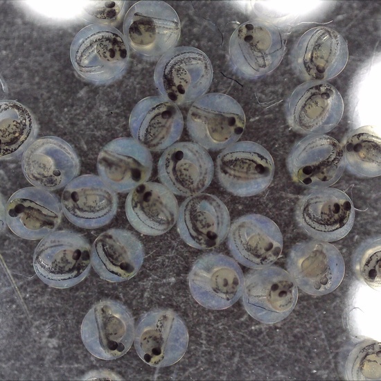 Día 2 - Peces Danio rerio