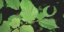 Avellano - Hojas (Corylus avellana)