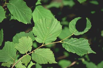 Avellano - Hojas (Corylus avellana)