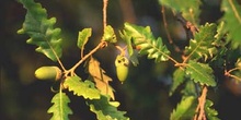 Carvallo - Bellota (Quercus robur)