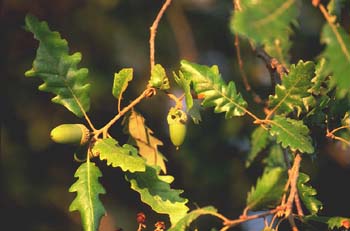 Carvallo - Bellota (Quercus robur)