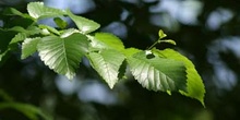 Olmo común - Hojas (Ulmus minor)