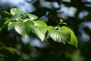 Olmo común - Hojas (Ulmus minor)