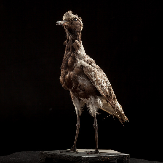 IES_SANISIDRO_BIOLOGIA_020