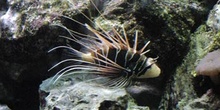 Pez escorpión (Pterois radiata)