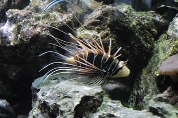 Pez escorpión (Pterois radiata)