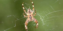 Araña de jardín o de cruz (Araneus diadematus)