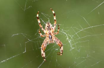 Araña de jardín o de cruz (Araneus diadematus)