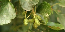 Aliso - Flor Femenina (Alnus glutinosa)