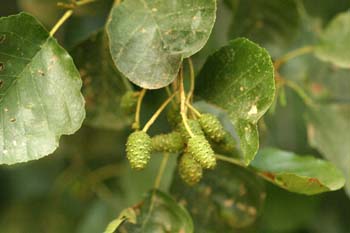 Aliso - Flor Femenina (Alnus glutinosa)